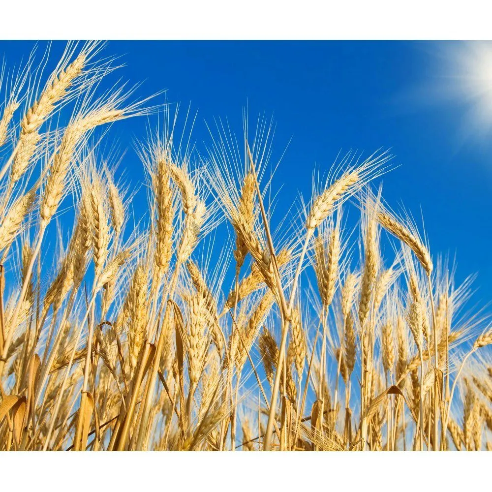 пшеница 4 класс-продовольственное зерно в Перми