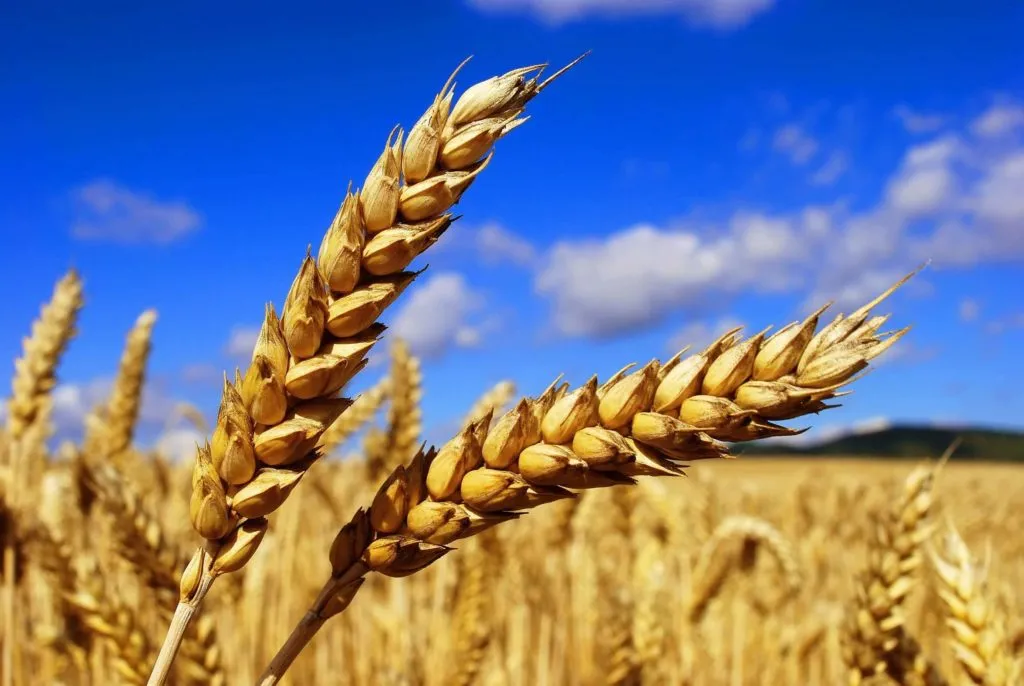 пшеница 3 - 5 класс         в Перми