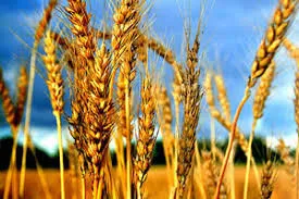 пшеница, ячмень, кукуруза. в Перми