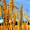пшеница, ячмень, кукуруза. в Перми