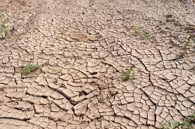 Пермские учёные нашли решение для борьбы с засухой