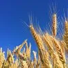 пшеница 3 класс – продовольственная в Перми