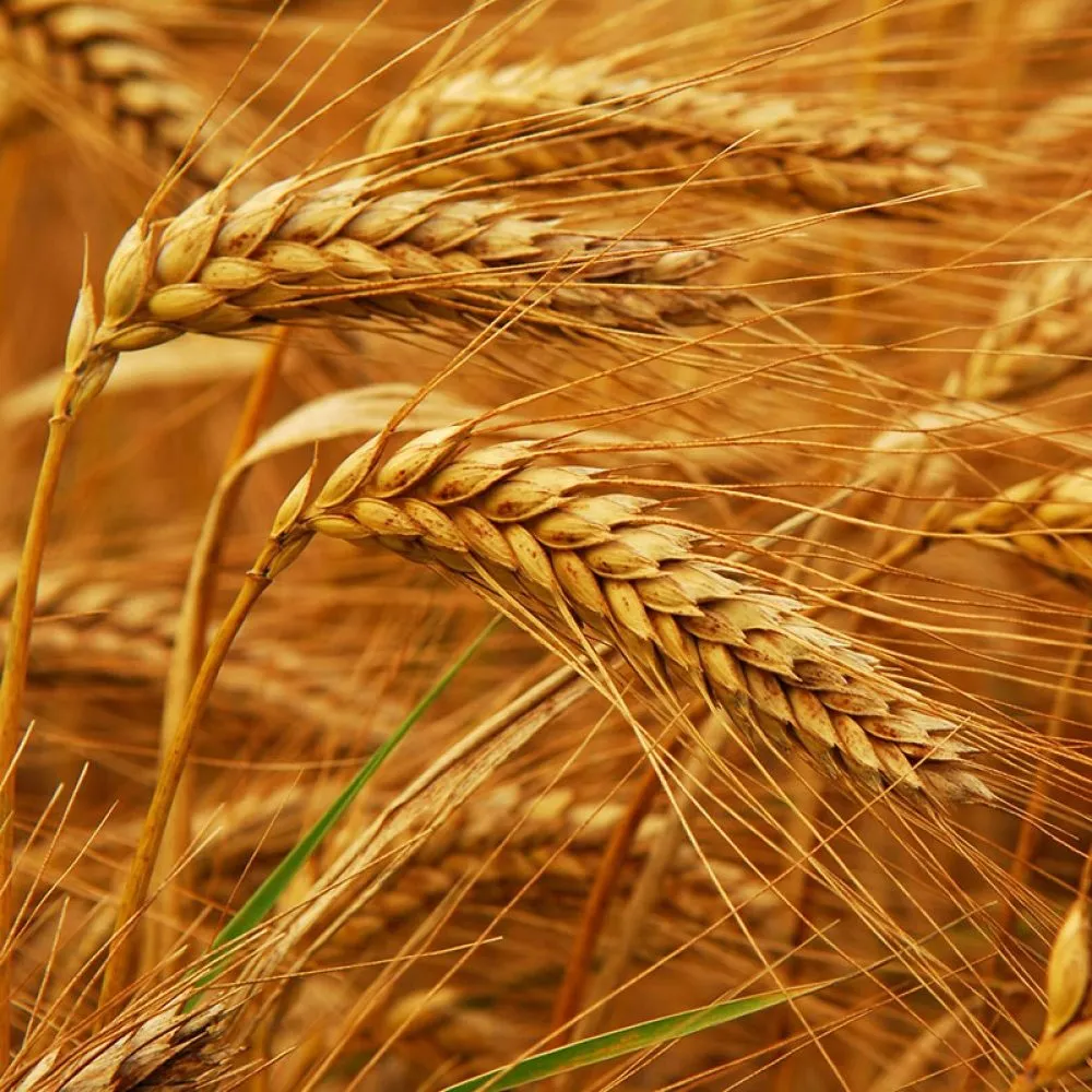 фотография продукта Пшеница 5 класс - фуражная. 