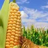 кукуруза продовольственная и фуражная. в Перми