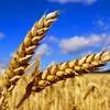 закупаем пшеница, ячмень. в Перми