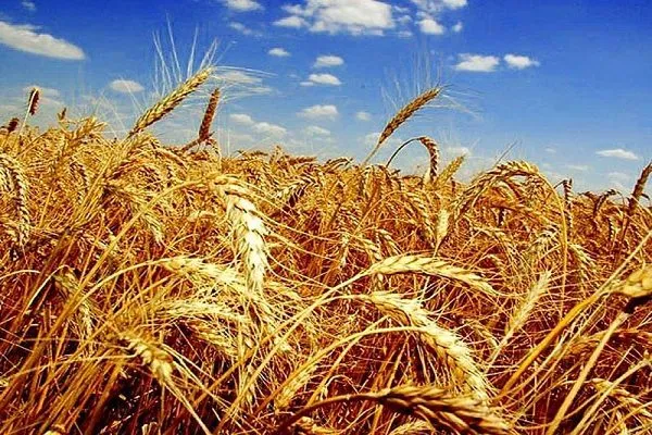 пшеница 5 класс с доставкой в Пермь. в Перми